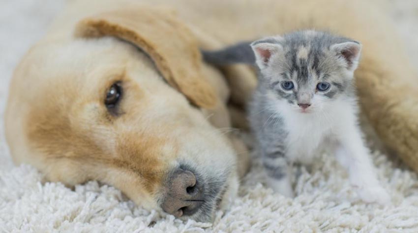 how-to-know-if-your-dog-or-cat-is-sick-signs-of-a-sick-cat-or-dog